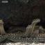 En video av dusinvis av sultne slanger som jager en øgle sprengte Internett. En nyfødt leguan løper fra slanger.