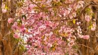 Forår Flowers Live Wallpaper til Android Desktop Android Spring