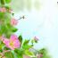Vårblommor live wallpaper för Android Ladda ner färska blommor på din smartphone