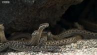 Видео погони десятков голодных змей за ящерицей взорвало интернет Новорожденная игуана убегает от змей